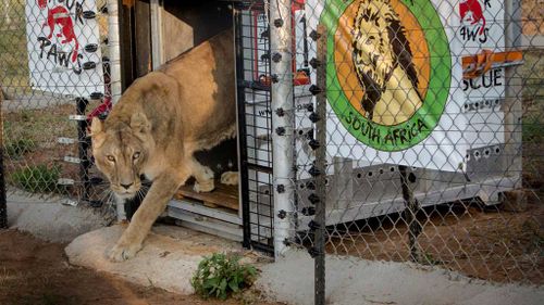 The animals are released into their new sanctuary. (Image: Four Paws)
