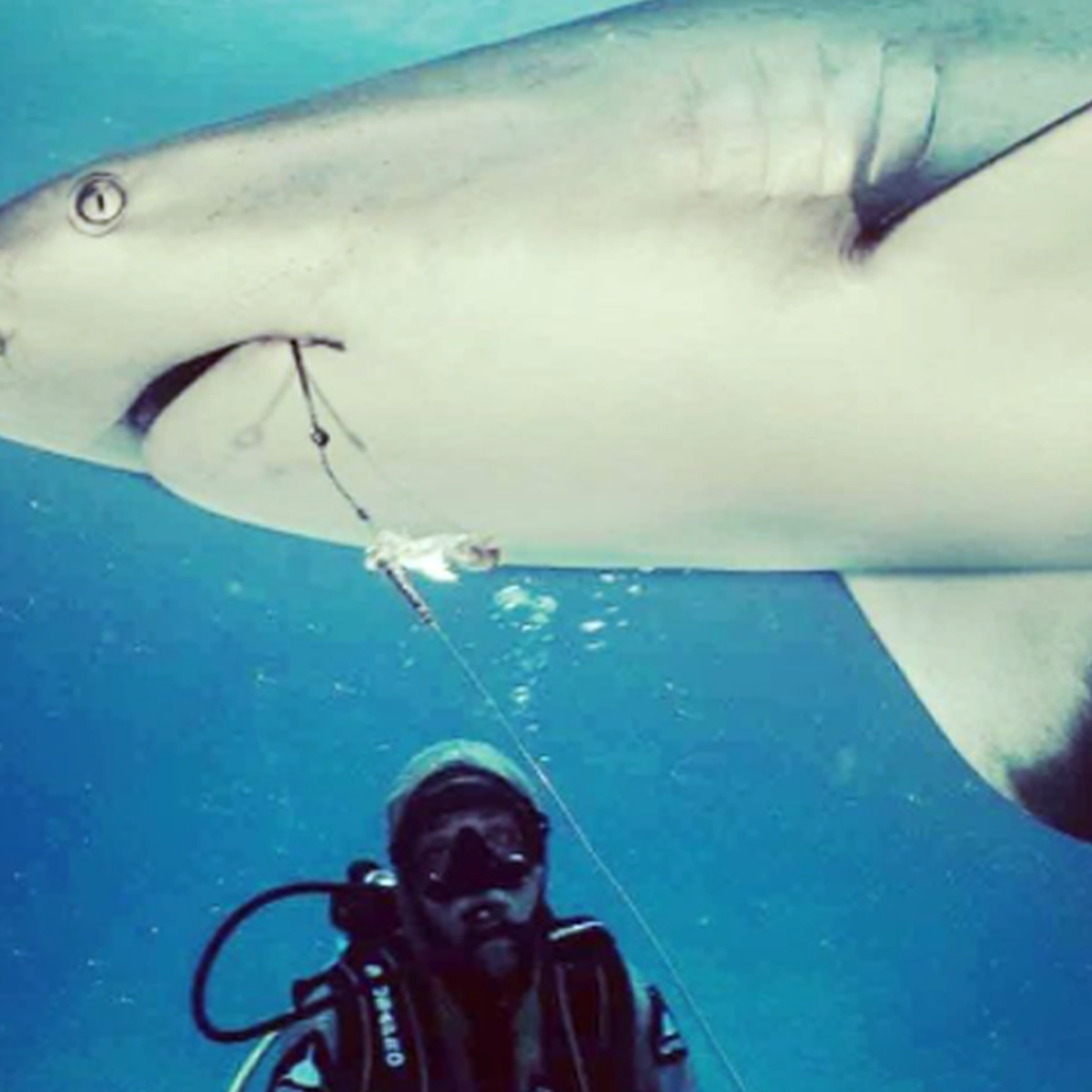Diver Removes Fishing Hook From Tiger Shark's Fin