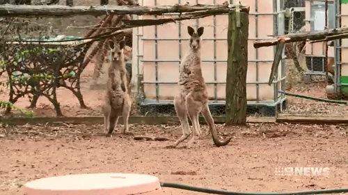 Linda Smith said she will still continue to care for wildlife despite the attack. 