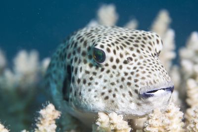 <strong>Puffer fish</strong>