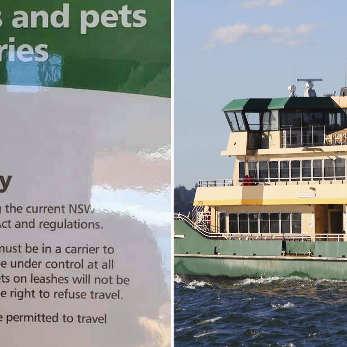 can you take dogs on a ferry