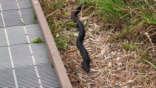 A red-bellied black snake has been seen in Maroubra near the coastal walk.