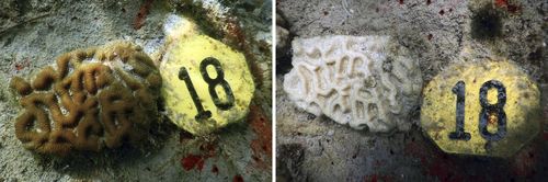 This combination of images provided by NOAA and University of Miami shows experimentally outplanted corals on January 2023, left, and the same coral on July 2023, after suffering from bleaching near Miami. 