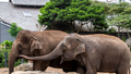 Female Asian elephants Tang Mo  and Pak Boon will say goodbye to Taronga Zoo. 