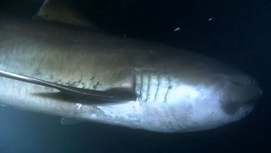 Alien sharks megamouth shark