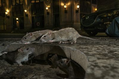 "The rat pack" by Charlie Hamilton James