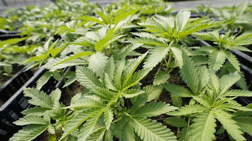 Plantas de maconha cultivadas para o mercado recreativo de adultos. Há um esforço para legalizar a droga na Austrália.