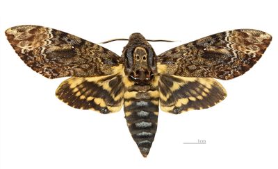 <strong>Death's head hawkmoth</strong>