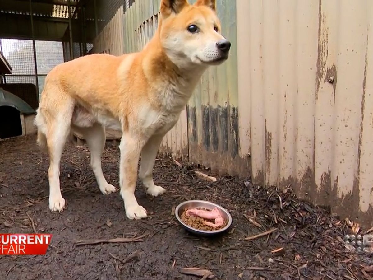 An Identity Crisis for the Australian Dingo