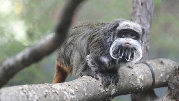 This photo provided by the Dallas Zoo shows an emperor tamarins that lives at the zoo. Two monkeys were taken from the Dallas Zoo on Monday, Jan. 30, 2023, police said, the latest in a string of odd incidents at the attraction being investigated. The emperor tamarins in this photo is not one of the two monkeys involved in the incident. (Dallas Zoo via AP)