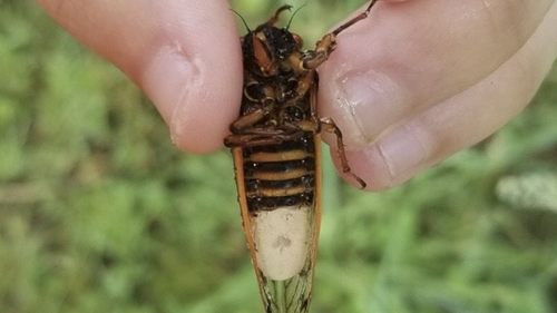  Massospora, a parasitic fungus, manipulates male cicadas into flicking their wings like females – a mating invitation – which tempts unsuspecting male cicadas and infects them