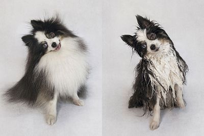 <p>Gizmo the Pomeranian</p>