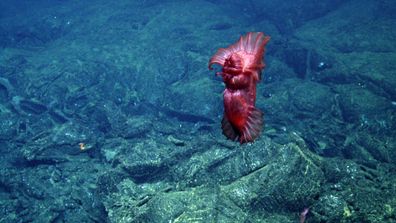 Researchers film bizarre creatures during deep sea expedition