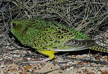 When did controversial naturalist John Young rediscover the night parrot?