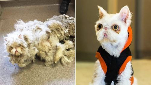 New life for cat after rescuers remove 2.3kg of matted fur