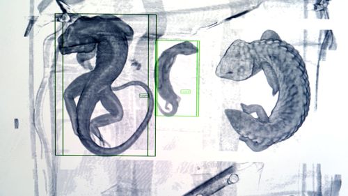 Lizards viewed through Rapiscan screening technology used to scan post parcels.