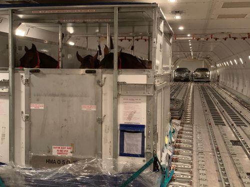 Horses from Australia are loaded inside one of the cargo planes, bound for a foreign airport.