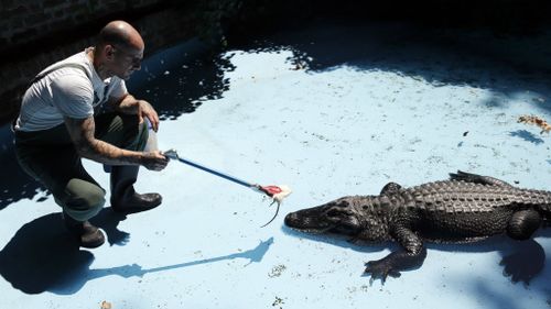 Serbian zoo claims world’s oldest captive alligator