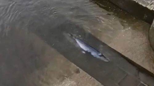 A whale has become stranded in the River Thames.