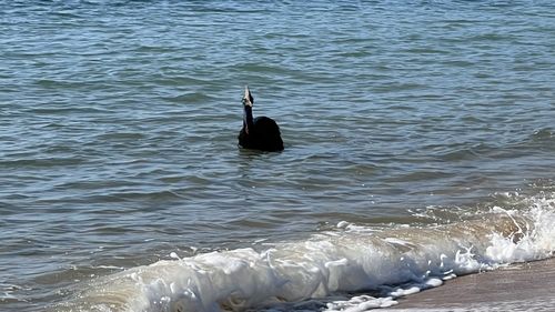 Cassowary swimming in Queensland