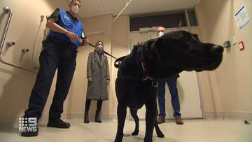 Detector dogs will be unleashed at Adelaide&#x27;s Lyell McEwin Hospital as part of a pilot study to help screen for COVID-19.