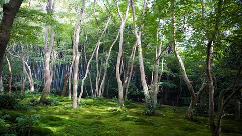 Japanese gardens