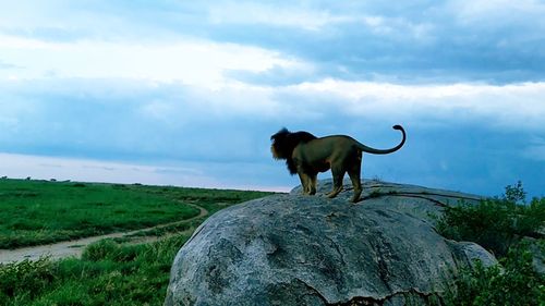 A still taken from a video, purportedly of Bob Jr, roaring out across the eastern Serengeti.