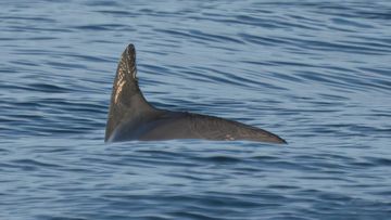 Scientists spot 'extremely endangered' animal with only around a dozen left