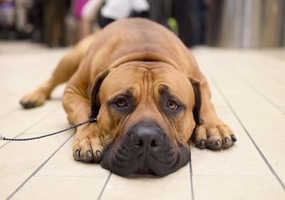 <strong>Boerboel</strong>