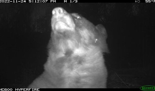 Bear selfie