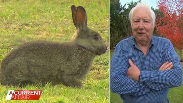 The 'rabbit plague' destroying property 