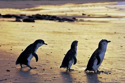 <strong>Watch penguins waddle home</strong>