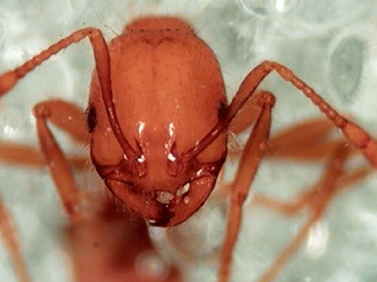 Fire ant border check call - InDaily