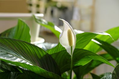 Spathiphyllum peace lily plant