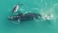 The study found that in the shallow water nursery grounds, southern right whale calls can only be heard from a very short distance away, making it difficult for distant predators to detect them