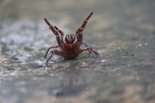 Heavy rainfall sees funnel-web spider 'plague'