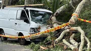 Tree falls on van driving through Bayview in Sydney&#x27;s Northern Beaches.