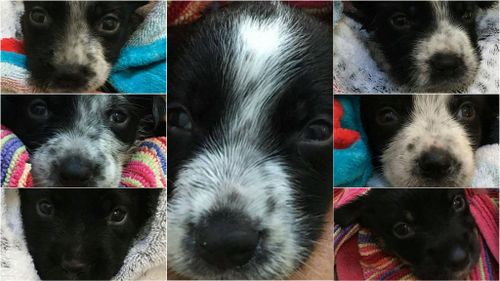 Seven puppies abandoned in Queensland skip bin
