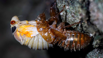 An adult cicada sheds its nymphal skin on the bark on an oak tree.