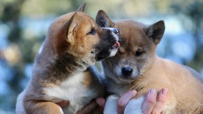 Lucky the dingo puppy