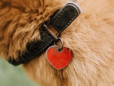 close up of an old dog collar with id tag on a red dog