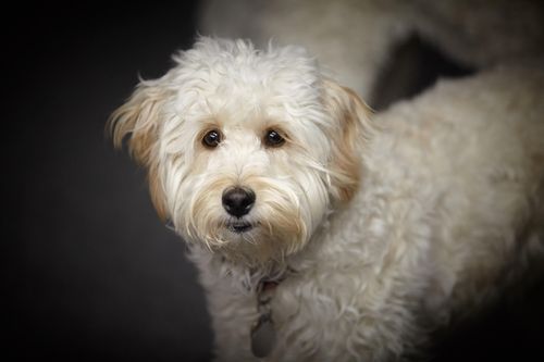 Immagine di stock di un labradoodle.
