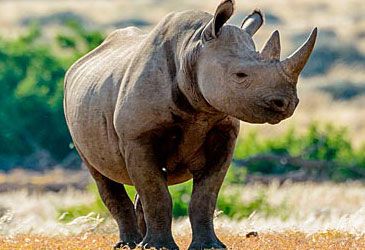 Which subcategory of rhinoceros was declared extinct in 2011?