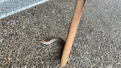 The "healthy" brown snake was successfully relocated to nearby bushland. 