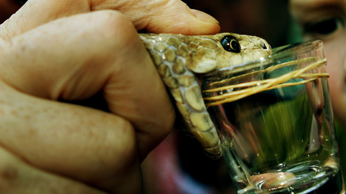 Eastern Brown Snake being milked for antivenom.