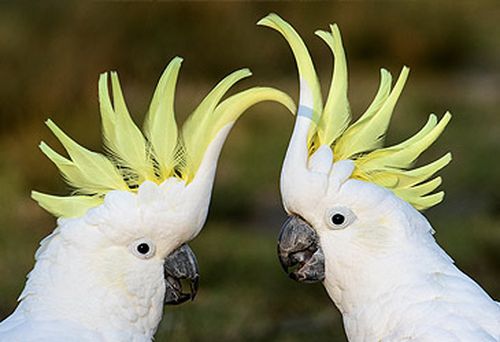 Sulphur-crested cockatoos (Getty)