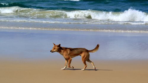 A﻿ three-year-old child has been bitten by a dingo on K'gari, an Island off Queensland's south-east coast. 