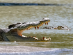 Duffy said crocodiles are at the pinnacle of predatory evolution. 