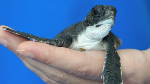 The green turtle hatchling was so small it could fit into the palm of a hand.