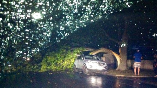 Damaging winds brought trees down in Camberwell. (Supplied)